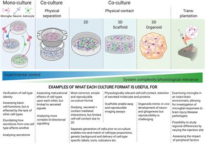 Honing the Double-Edged Sword: Improving Human iPSC-Microglia Models